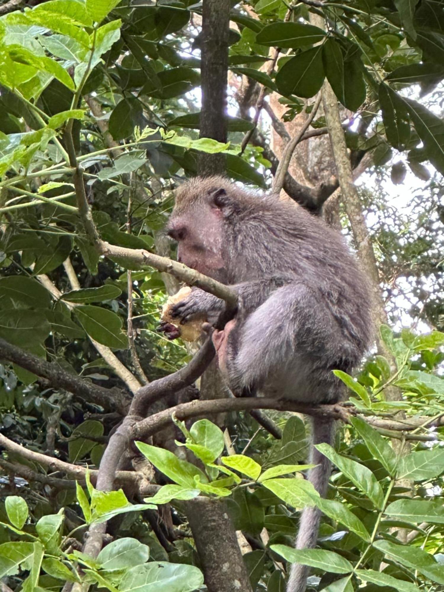 Brata Inn Ubud Luaran gambar